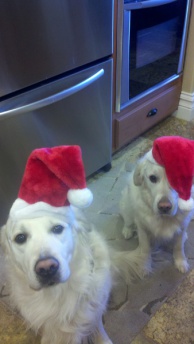 Two dogs wearing santa hats