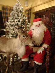 Santa Claus and a reindeer with a Christmas tree in the background